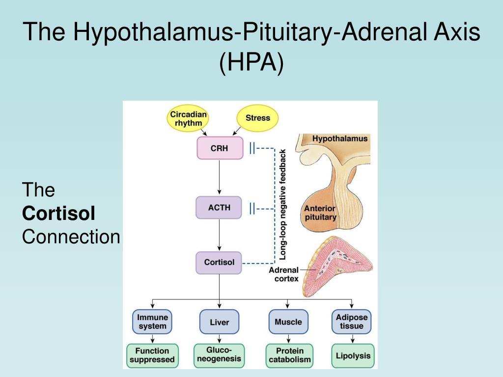 adrenal fatigue symptoms